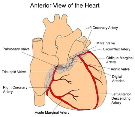 structures of heart. heart